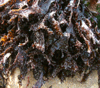 Mastocarpus stellatus - a red alga